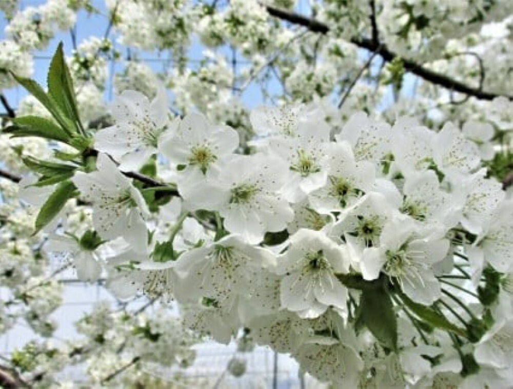 【ふるさと納税】さくらんぼ ( やまがた 紅王 ) 500g 果物 フルーツ 山形県 上山市 0025-2605 サムネイル3