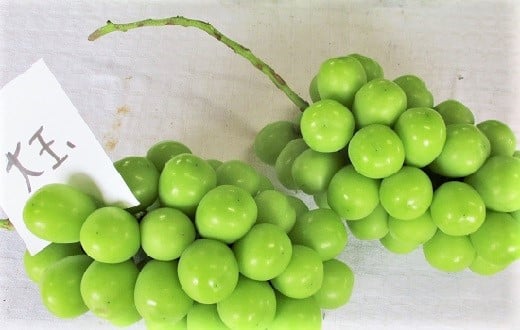 【ふるさと納税】 ぶどう シャインマスカット 2房 合計1.5kg以上 秀品 以上 果物 フルーツ お取り寄せ 産地直送 送料無料 山形県 上山市 0025-2507 サムネイル2