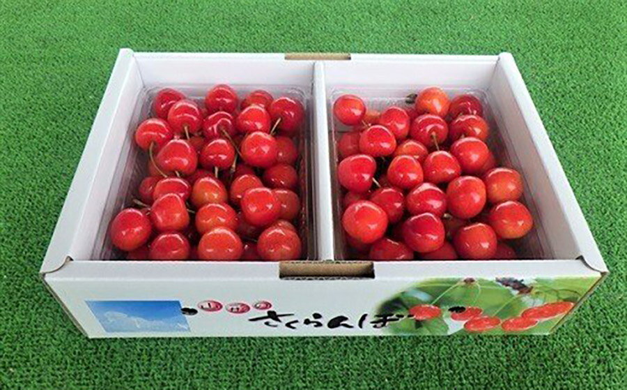 【ふるさと納税】さくらんぼ 佐藤錦 か 紅秀峰 1kg 秀品 2Lサイズ フルーツ 果物 お取り寄せグルメ 冷蔵配送 山形県 上山市 0032-2602 サムネイル3