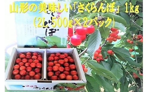 【ふるさと納税】さくらんぼ 佐藤錦 か 紅秀峰 1kg 秀品 2Lサイズ フルーツ 果物 お取り寄せグルメ 冷蔵配送 山形県 上山市 0032-2602 サムネイル2
