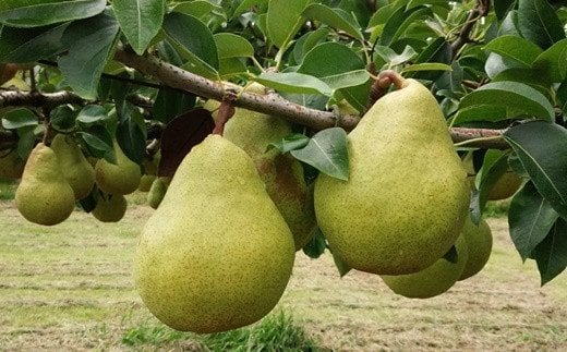 【ふるさと納税】西洋梨（マルゲリット・マリーラ）3.7kg 6玉 大玉 特秀品 フルーツ 果物 山形県 上山市 0042-2603 サムネイル2