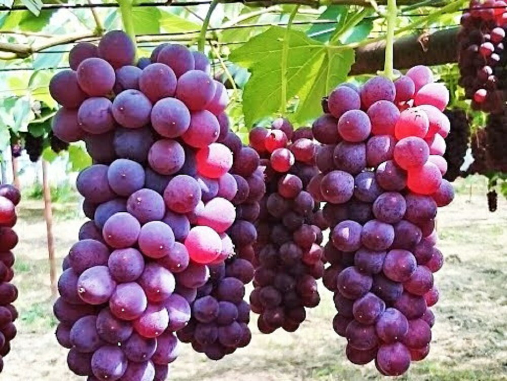 【ふるさと納税】【 農園 直送 ! 】 種無 ぶどう （ デラウェア ） 2kg 特秀品 12～16房 山形県 上山市 0044-2601 サムネイル2