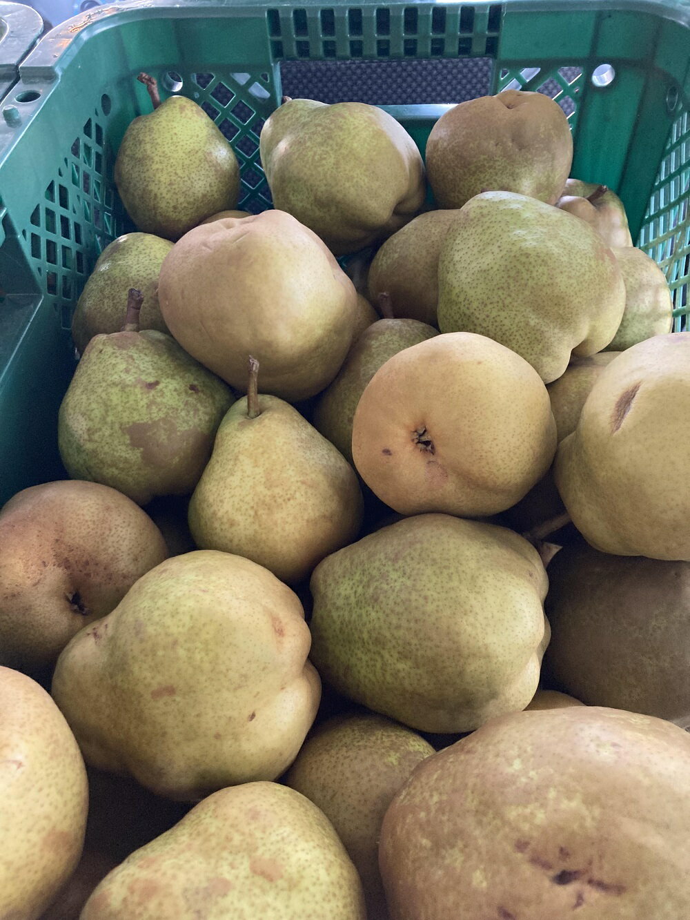 【ふるさと納税】【農園直送！】西洋梨（ラ・フランス）3kg ご家庭用 フルーツ 山形県 上山市 0044-2504 サムネイル3