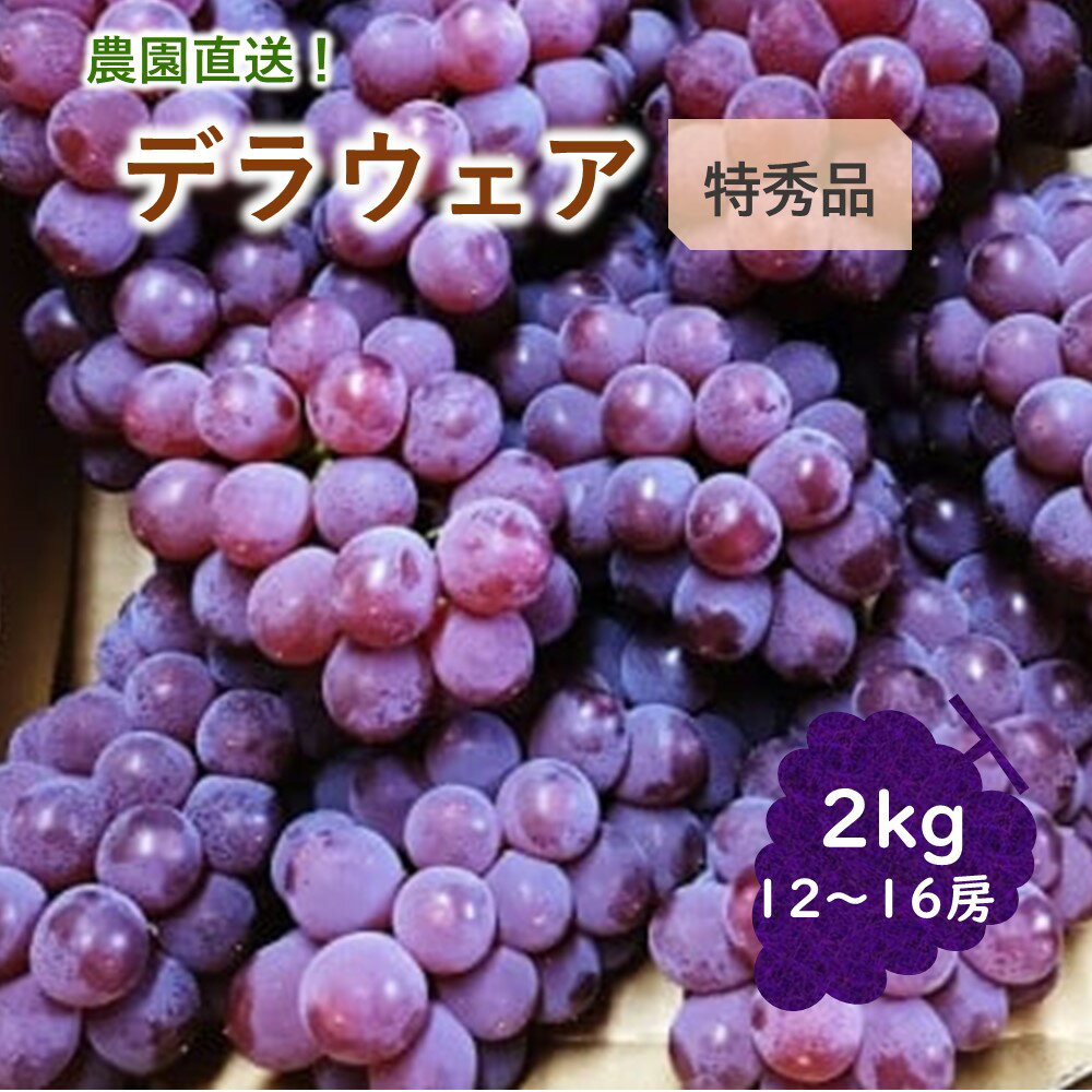 【 農園 直送 ! 】 種無 ぶどう （ デラウェア ） 2kg 特秀品 12～16房 山形県 上山市 0044-2601