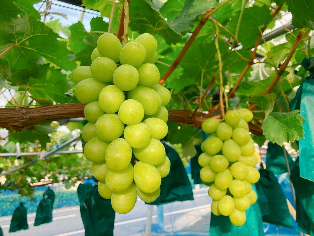 【ふるさと納税】シャインマスカット 3房 合計 1.8kg 特秀品 ・ 化粧箱入り 果物 フルーツ 種なし ぶどう お取り寄せ 産地直送 送料無料 山形県 上山市 0047-2510 サムネイル2