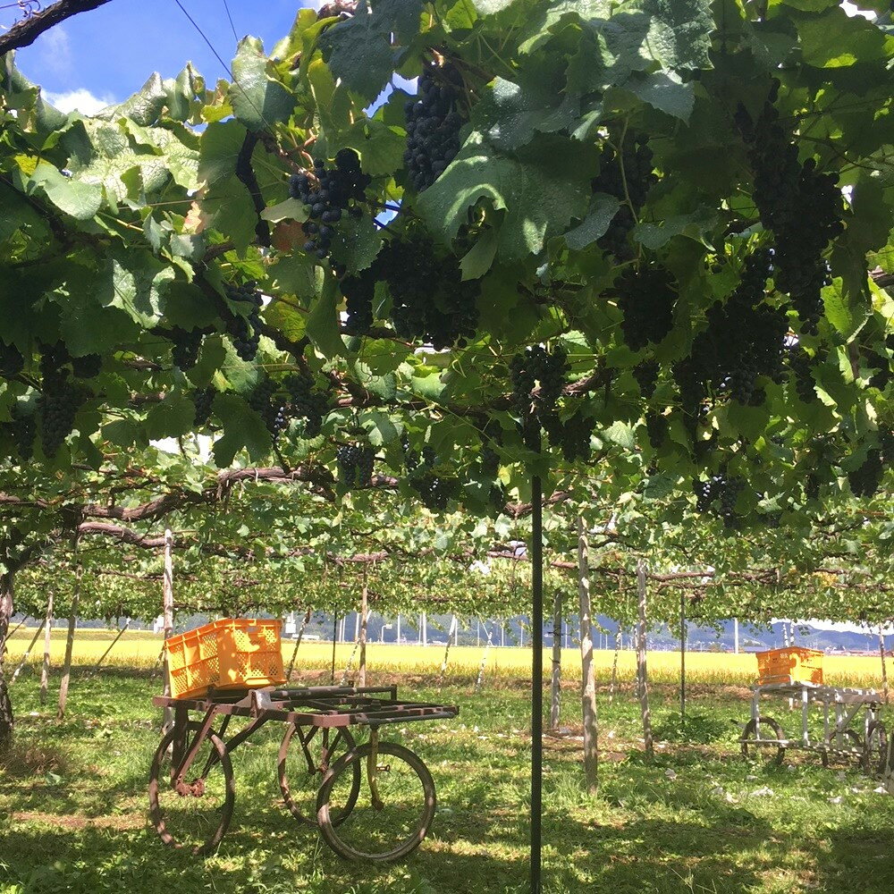 【ふるさと納税】ワイン 4本 セット Nora NISIGO【Goethe Series -2023-】 山形県 上山市 0049-2503 サムネイル2