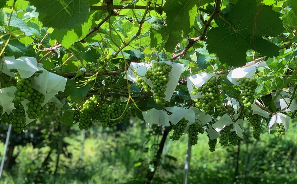 【ふるさと納税】ワイン 4本 セット Nora NISIGO【Goethe Series -2023-】 山形県 上山市 0049-2503 サムネイル3