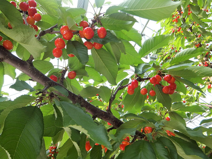 【ふるさと納税】さくらんぼ 紅秀峰 500g 特秀品 2L～3Lサイズ 化粧箱入 ギフト 贈り物 贈答品 フルーツ 果物 お取り寄せグルメ 冷蔵配送 山形県 0056-2611 サムネイル2