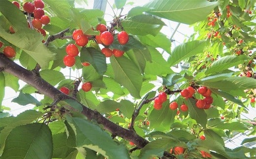 【ふるさと納税】 さくらんぼ 紅秀峰 1kg ( 500g × 2 ) 桐箱入 特秀品 手詰め 2L〜3L サイズ フルーツ 果物 山形県 上山市 0056-2612 サムネイル3