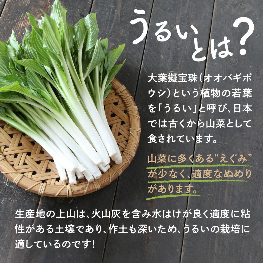 【ふるさと納税】【ここでしか選べない野菜】 GI登録 「 小笹 うるい 」( 露地栽培 ) 150g × 8袋 山菜 東北 山形県 上山市 0060-2601 - 画像3