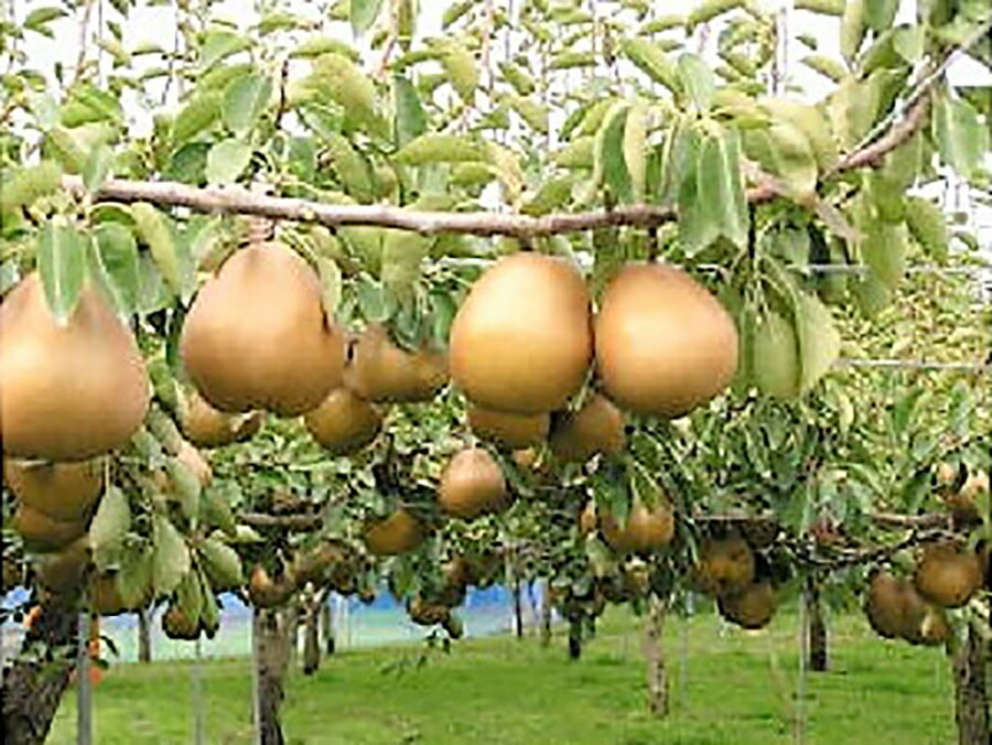 【ふるさと納税】西洋梨 ( ゴールドラ・フランス ) 5kg 12〜16玉 特秀品 ラフランス 洋なし 洋梨 フルーツ くだもの 果物 産地直送 お取り寄せ 東北 山形県 上山市 0060-2516 サムネイル2