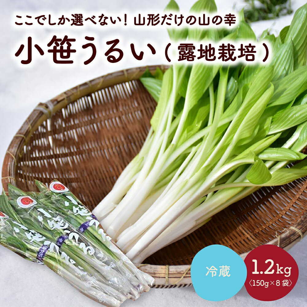 【ここでしか選べない野菜】 GI登録 「 小笹 うるい 」( 露地栽培 ) 150g × 8袋 山菜 東北 山形県 上山市 0060-2601