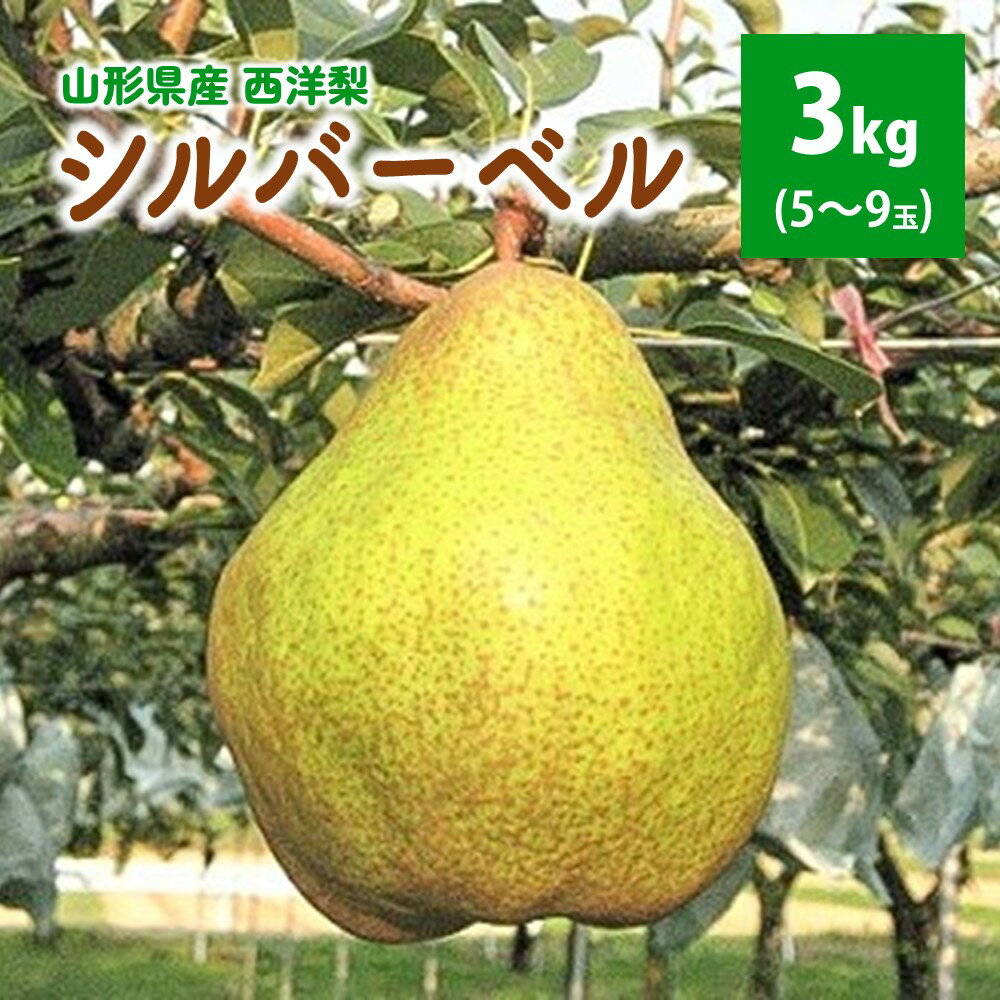 西洋梨（シルバーベル）3kg ご家庭用 フルーツ 洋なし 山形県 上山市 0062-2506