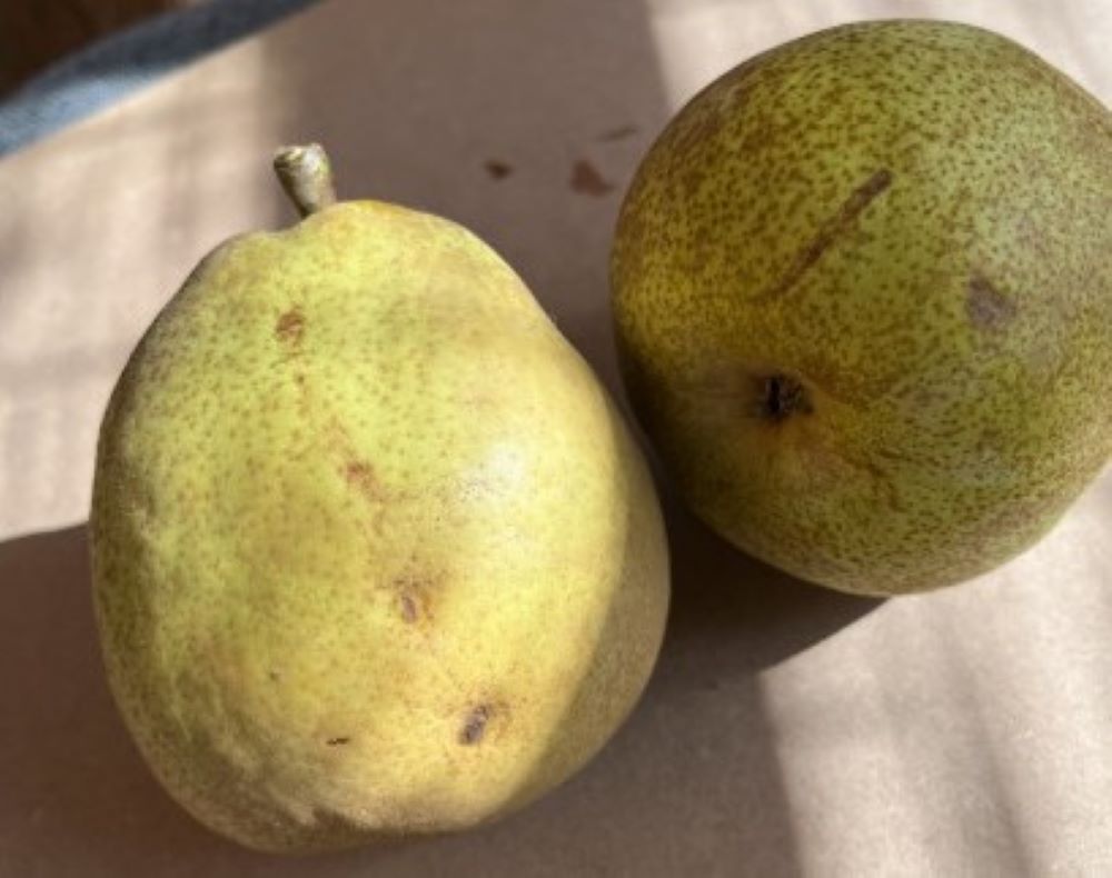 【ふるさと納税】西洋梨 ( ラ・フランス ) 3kg 8～10個 4L～2L ご家庭用 果物 フルーツ 洋梨 なし 山形県 上山市 0065-2506 サムネイル3