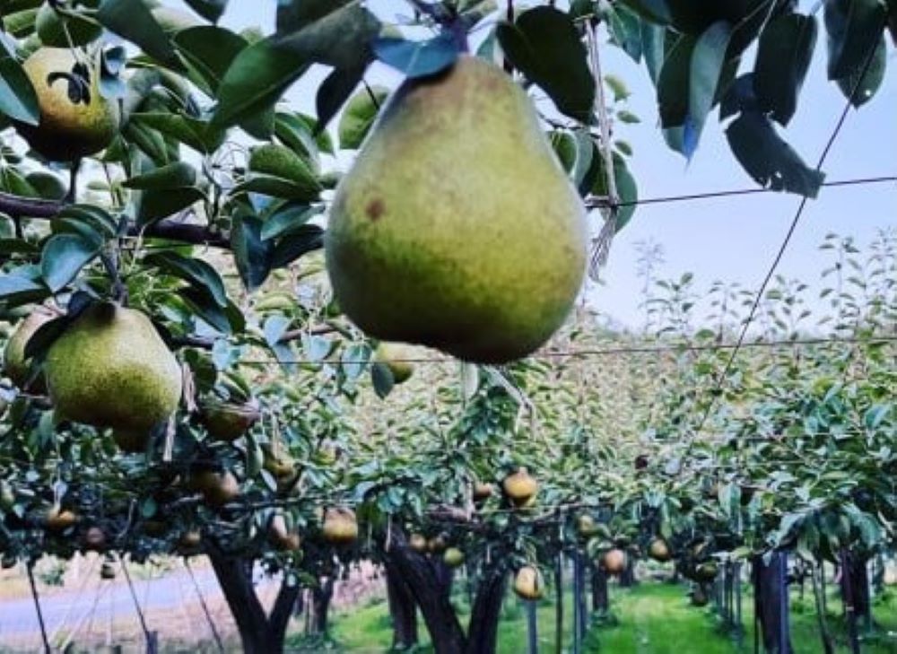 【ふるさと納税】西洋梨 ( ラ・フランス ) 2kg ご家庭用 果物 フルーツ 洋梨 なし 産地直送 送料無料 山形県 上山市 0065-2505 サムネイル3