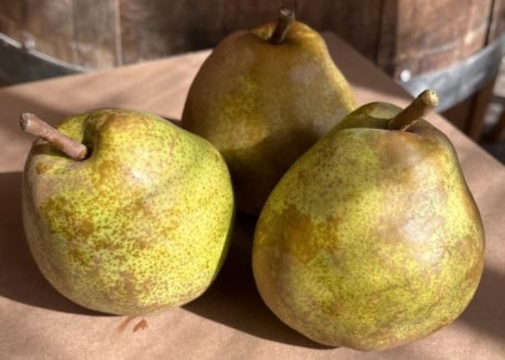 【ふるさと納税】西洋梨 ( ラ・フランス ) 3kg 8～10個 4L～2L 特秀品 果物 フルーツ 洋梨 なし 山形県 上山市 0065-2508 サムネイル3