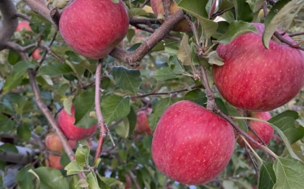 【ふるさと納税】りんご ( サンふじ ) 5kg 12〜23個 ご家庭用 果物 フルーツ 産地直送 送料無料 山形県 上山市 0065-2510 サムネイル3