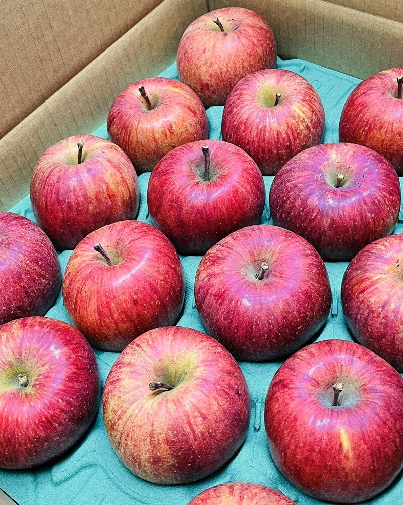 【ふるさと納税】りんご ( サンふじ ) 5kg 12〜20個 秀品 果物 フルーツ 産地直送 送料無料 山形県 上山市 0065-2511 サムネイル2