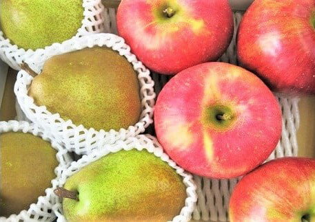 【ふるさと納税】【2026年1月から発送】ラ・フランス と サンふじ りんご 詰合せ 3kg ご家庭用 葉とらず 果物 フルーツ 産地直送 山形 お取り寄せ 送料無料 山形県 上山市 0075-2512 サムネイル2