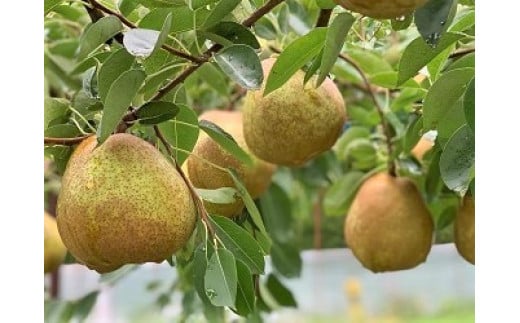 【ふるさと納税】西洋梨 ラ・フランス 5kg 10~14玉 6L～4L サイズ 秀品 果物 フルーツ 産地直送 山形 お取り寄せ 送料無料 山形県 上山市 0079-2517 サムネイル3