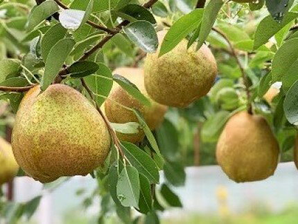 【ふるさと納税】西洋梨 ラ・フランス 5kg 10~14玉 特秀品 果物 フルーツ 産地直送 山形 お取り寄せ 送料無料 山形県 上山市 0079-2520 サムネイル3