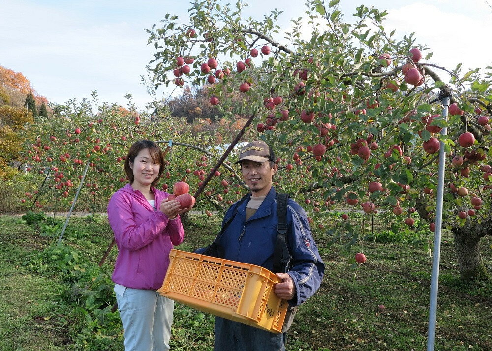 【ふるさと納税】有機肥料栽培 葉とらず サンふじ 上山市産 10kg 46～50玉 りんご 果物 フルーツ 産地直送 山形 お取り寄せ 送料無料 山形県 上山市 0079-2525 サムネイル3