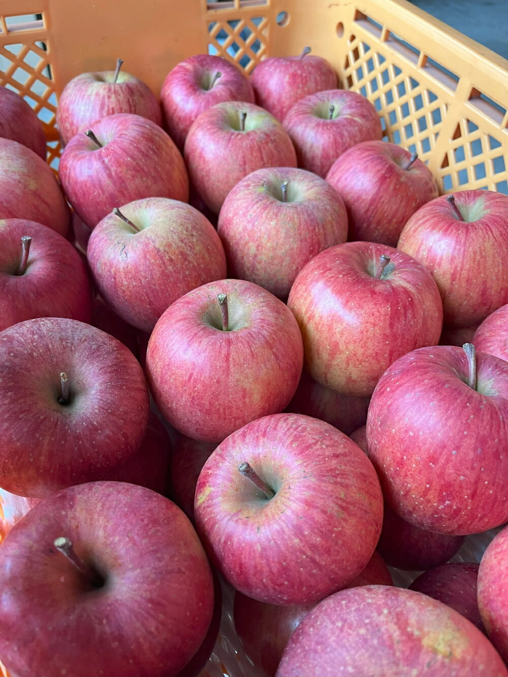 【ふるさと納税】有機肥料栽培 葉とらずサンふじ 上山市産 5kg 14～25玉 ご家庭用 りんご フルーツ 林檎 山形県 上山市 0079-2522 サムネイル3