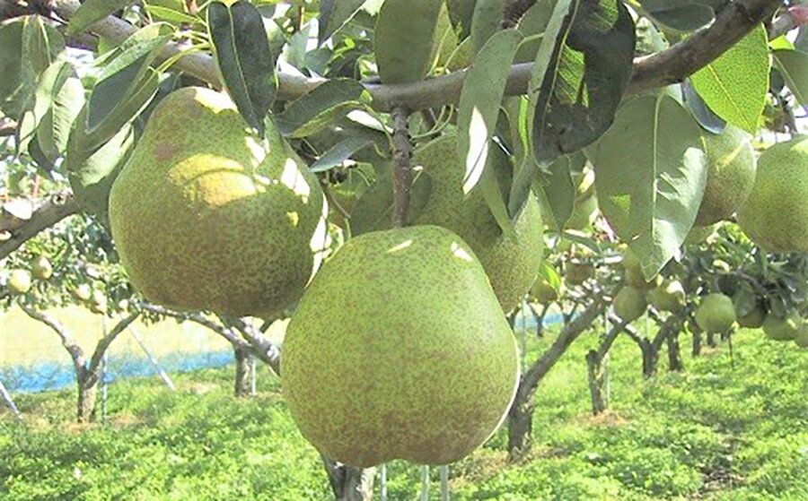 【ふるさと納税】西洋梨 （ ラ・フランス ） 3kg 特秀品 1箱 果物 フルーツ 洋梨 お取り寄せ 産地直送 送料無料 山形県 上山市 0089-2502 サムネイル2