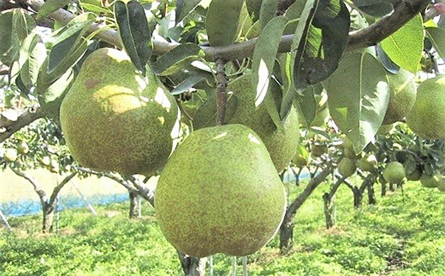 【ふるさと納税】 西洋梨 （ ラ・フランス ）3kg ご家庭用 L～4L サイズ 12～9玉 不揃い 果物 フルーツ 洋梨 お取り寄せ 産地直送 送料無料 山形県 上山市 0089-2501 サムネイル2