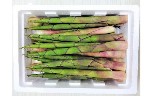 【ふるさと納税】蔵王 根曲がり タケノコ 1kg 月山系 竹の子 山形県 上山市 0098-2601 - 画像2