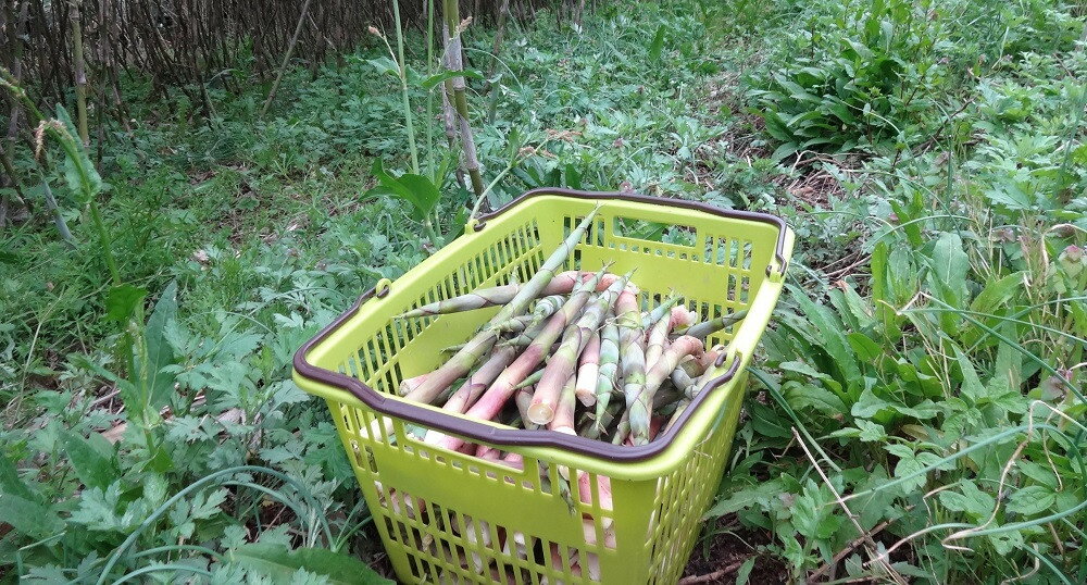 【ふるさと納税】蔵王 根曲がり タケノコ 1kg 月山系 竹の子 山形県 上山市 0098-2601 - 画像3