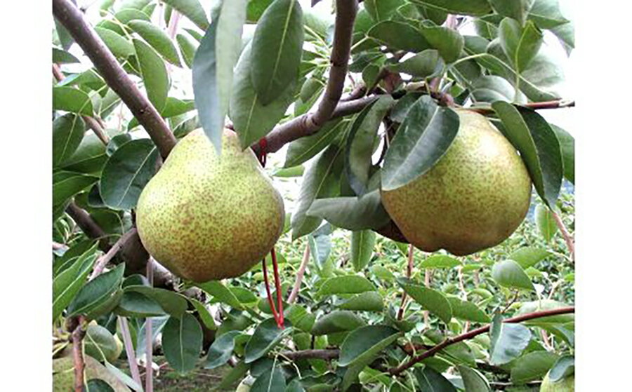 【ふるさと納税】西洋梨 （ラ・フランス） 3kg ご家庭用 果物 フルーツ 産地直送 山形 洋なし お取り寄せ 送料無料 山形県 上山市 0110-2505 サムネイル2