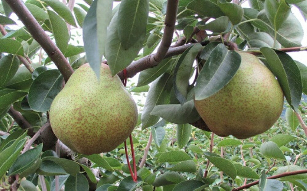 【ふるさと納税】西洋梨 （ラ・フランス） 5kg ご家庭用 果物 フルーツ 洋なし 産地直送 山形 お取り寄せ 送料無料 山形県 上山市 0110-2507 サムネイル2