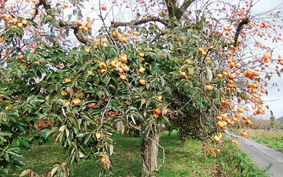 【ふるさと納税】蔵王つるし柿 200g×4パック 干し柿 ドライフルーツ 山形県 上山市 0112-2510 サムネイル3