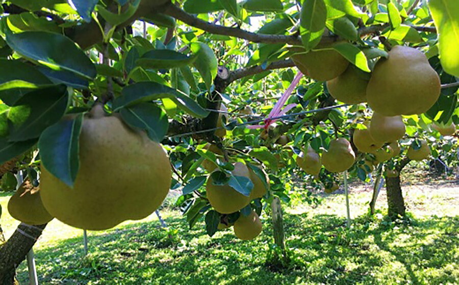 【ふるさと納税】 西洋梨 ( ラ・フランス ) 3kg 7～11個 5L～L サイズ ご家庭用 果物 フルーツ 洋梨 お取り寄せ 産地直送 送料無料 山形県 上山市 0134-2501 サムネイル3