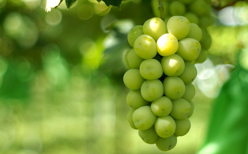 【ふるさと納税】【産地直送】 上山産 ・ 絶品 シャインマスカット 1.2kg以上♪ 秀品 果物 フルーツ ぶどう お取り寄せ 山形 産地直送 送料無料 山形県 上山市 0140-2505 サムネイル3