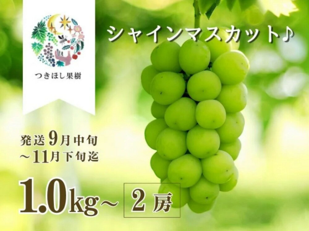 【産地直送】 上山産 ・ 完熟 シャインマスカット 1kg以上 ご家庭用 果物 フルーツ お取り寄せ 山形 産地直送 送料無料 山形県 上山市 0140-2503