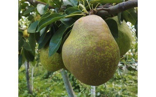 【ふるさと納税】西洋梨 （ラ・フランス） 5kg 贈答用 サイズ混合 秀品・特秀品混合 果物 フルーツ 産地直送 山形 洋なし お取り寄せ 送料無料 山形県 上山市 0142-2512 サムネイル3