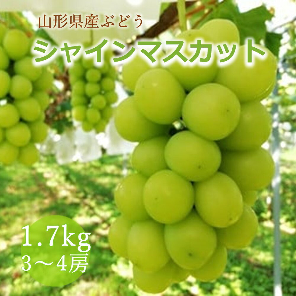 【樹上完熟】 シャインマスカット 1.7kg （もぎたて直送） フルーツ 果物 ぶどう 山形 産地直送 お取り寄せ 送料無料 山形県 上山市 0148-2513