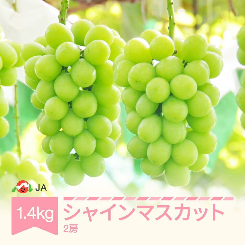 【先行予約】 ぶどう ブドウ シャインマスカット 令和8年産 2026年産 約1.4kg 果物 送料無料