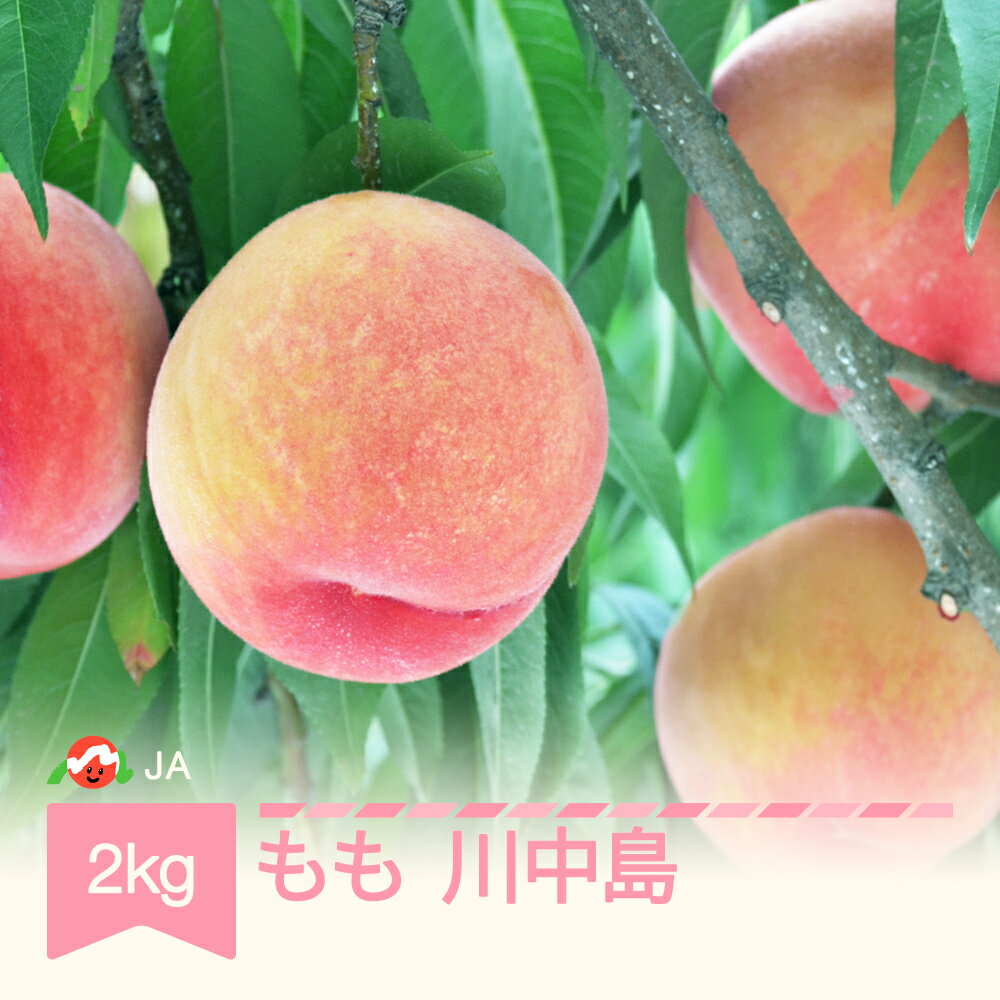 【先行予約】もも 桃 川中島 約2kg 令和8年産 2026年産 果物 送料無料 ※沖縄・離島への配送不可 ja-moknx2-b
