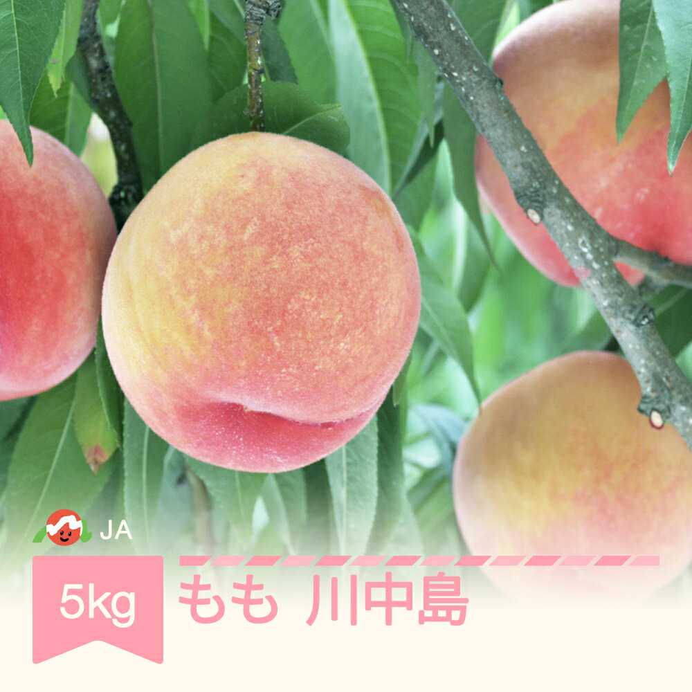 【先行予約】 もも 桃 川中島 約5kg 令和8年産 2026年産 果物 送料無料 ※沖縄・離島への配送不可