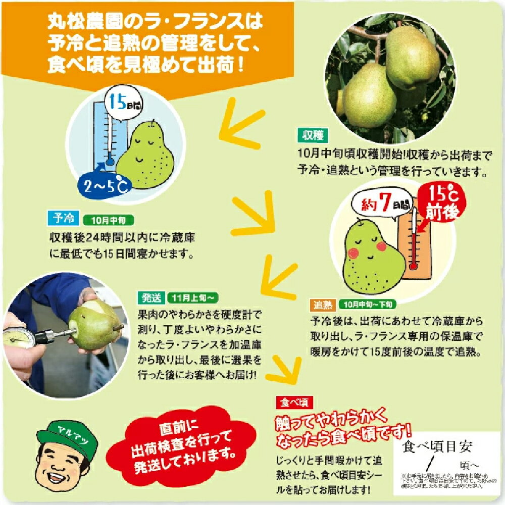 【ふるさと納税】【先行予約】 ラ・フランス 洋梨 ラフランス 約3kg 秀品 令和7年産 2025年産 果物 山形県産 送料無料※沖縄・離島への配送不可　mm-lasxx3 サムネイル3