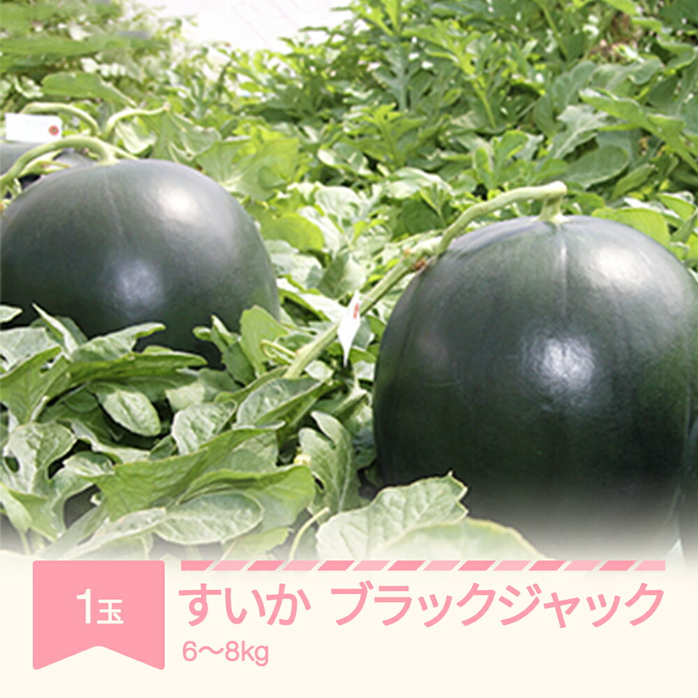 【先行予約】 すいか ブラックジャック 1玉入り 6~8kg 2026年産 令和8年産 山形県産 送料無料 ※沖縄・離島への配送不可