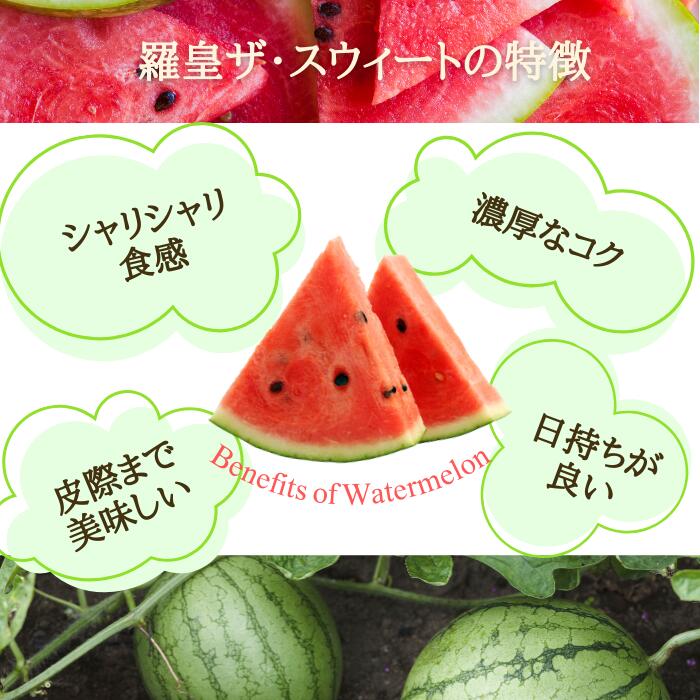 【ふるさと納税】【先行予約】すいか 羅皇ザ・スウィート 1玉 約8~9kg 令和8年産 2026年産 果物 送料無料 ※沖縄・離島への配送不可 no-surox1 サムネイル2