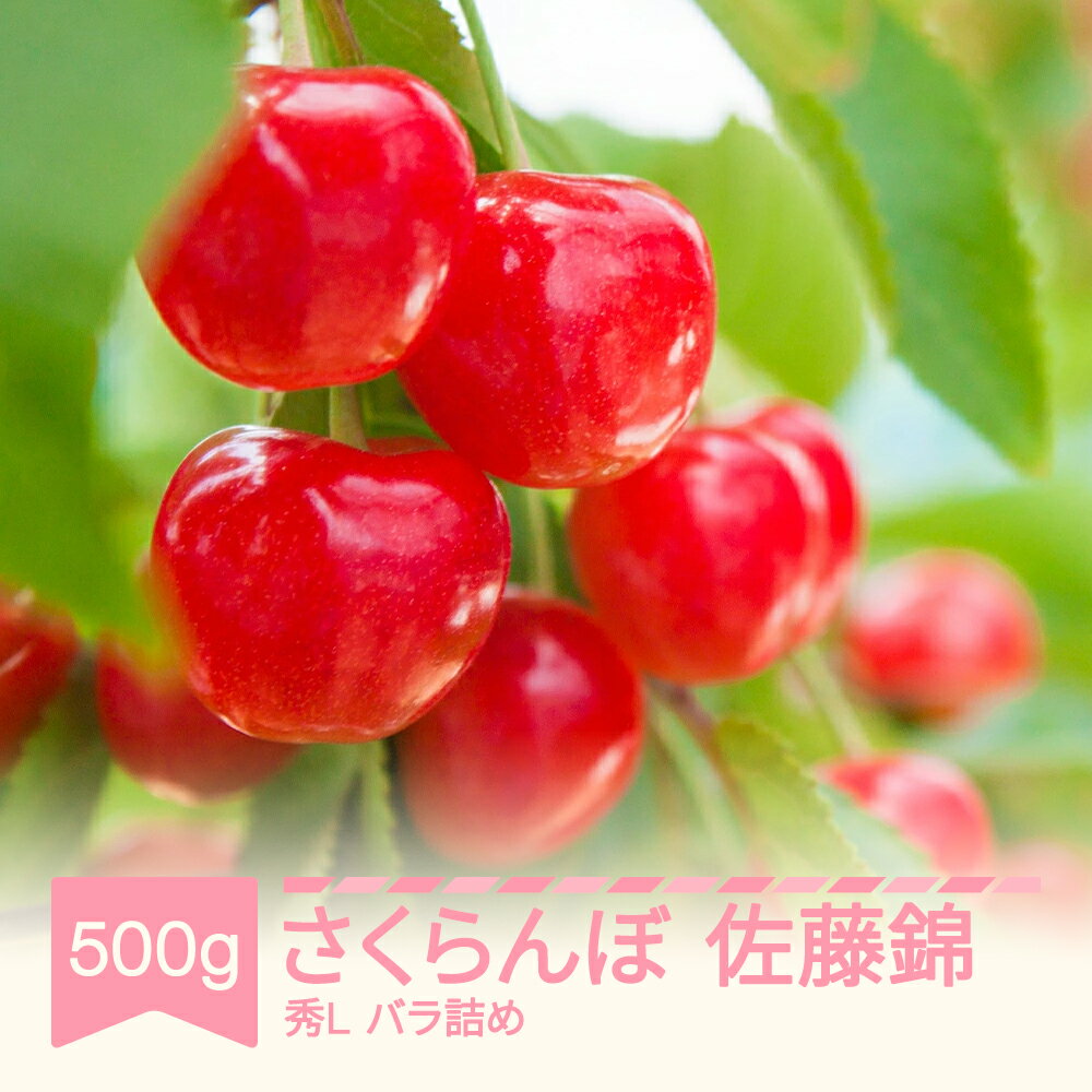 【先行予約】 さくらんぼ 佐藤錦 秀Lサイズ バラ詰め 500g 2026年産 令和8年産 山形県産 果物 サクランボ ns-snslb500 送料無料 ※沖縄・離島への配送不可