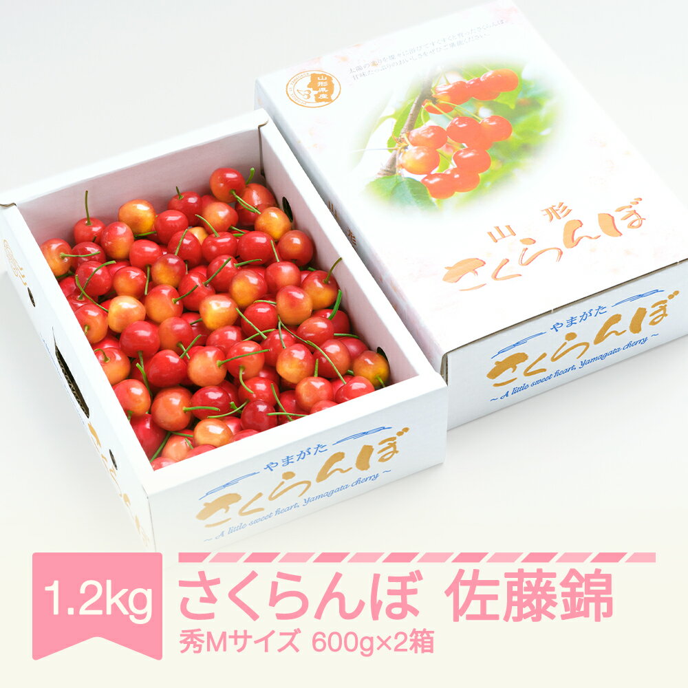 【先行予約】 さくらんぼ 佐藤錦 秀Mサイズ バラ詰め 1.2kg(600g×2箱) 2026年産 令和8年産 山形県産 送料無料 サクランボ