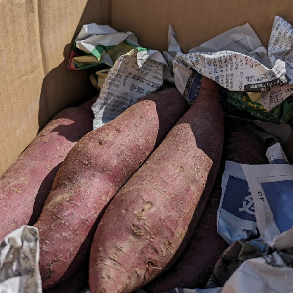 【ふるさと納税】【先行予約】 さつまいも ふくむらさき 紫芋 村山市産 約2kg 2026年産 令和8年産 送料無料 山形県産 ※沖縄・離島への配送不可 - 画像2