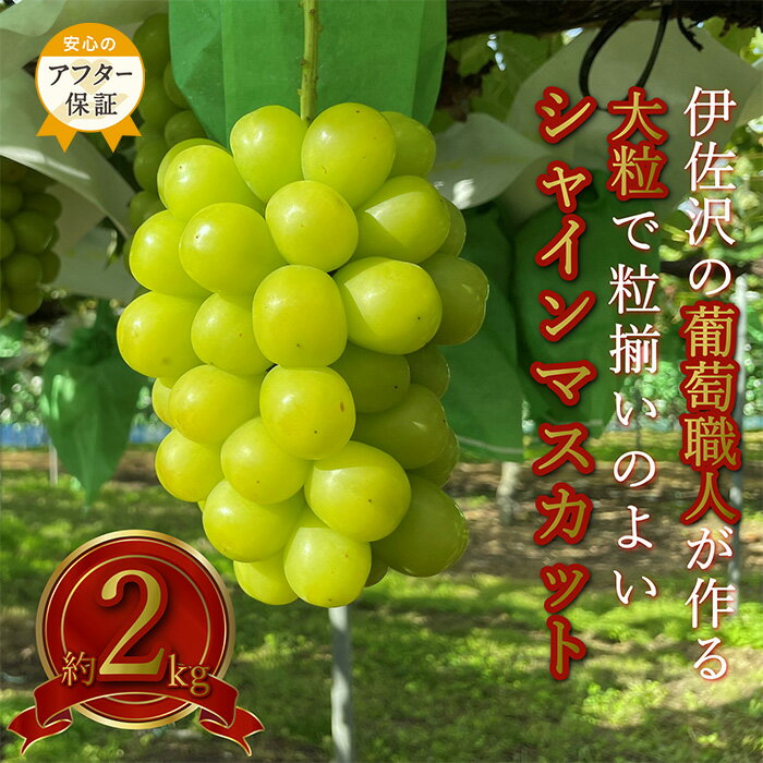 ＼アフター保証対象品／ 大粒 大房 シャインマスカット 秀品 約 2kg 2〜5房 伊佐沢のぶどう職人が作る 山形 の 人気 フルーツ 種なし 葡萄 【2026年9月〜10月発送分先行受付】 先行予約 シャインマスカット マスカット ふるさと納税 ぶどう H141(R8)