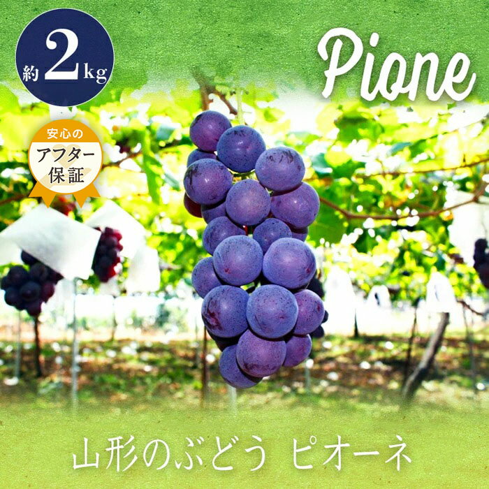 ピオーネ 秀品 大粒 約 2kg 3〜5房 山形 の 人気 種無し 葡萄 【2026年 発送 先行受付】 先行予約 ふるさと納税 ぶどう ふるさと納税 ピオーネ フルーツ 果物 ふるさと ランキング 令和8年 2026年 H059(R8)